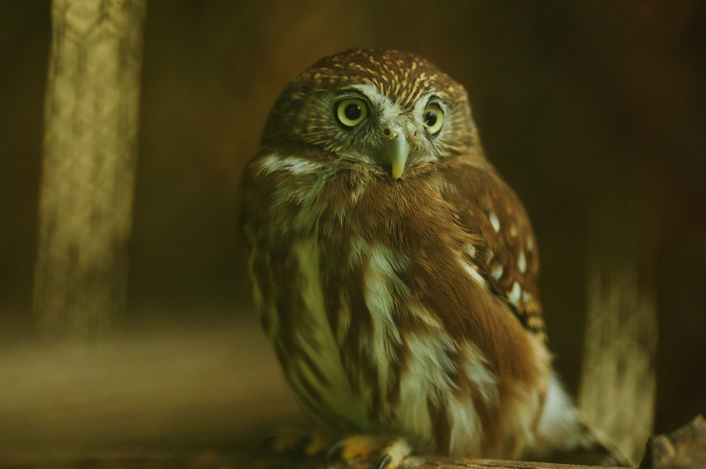 Portland, Oregon - Community Science Excellence (Image Credits: Flickr)
