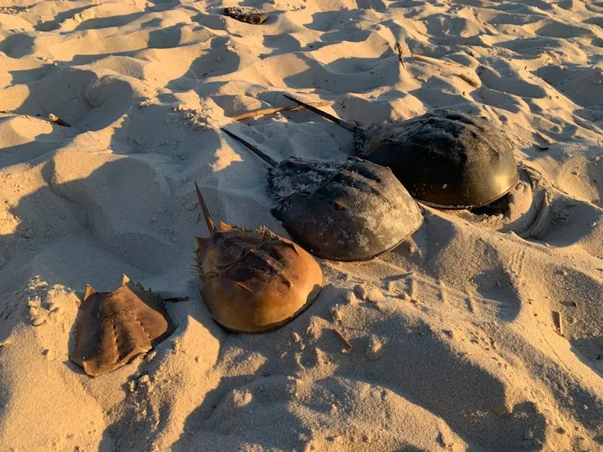 2. Horseshoe Crabs – Ancient Creatures Quietly Protecting Human Health (Image Credits: Pexels)