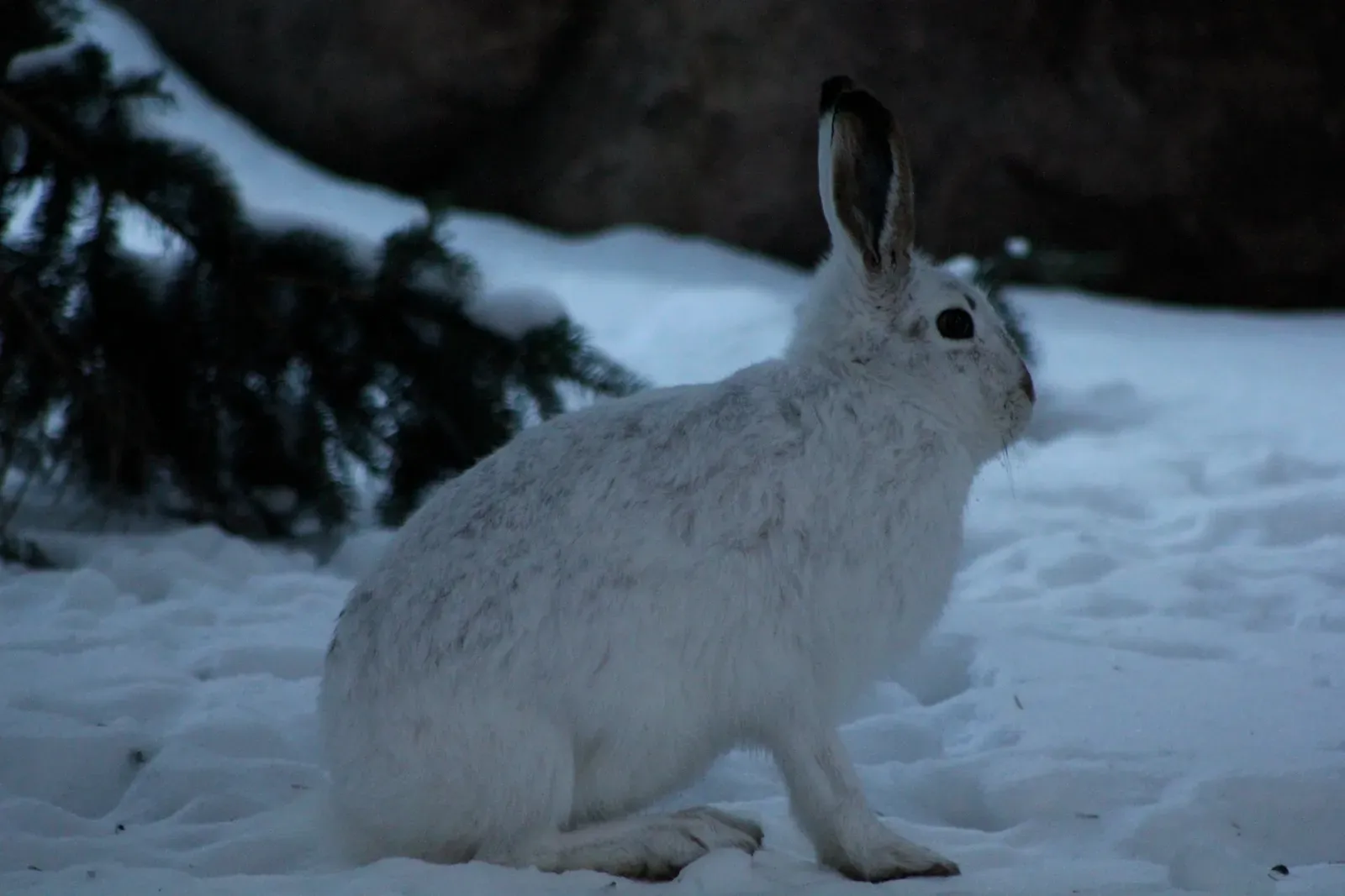 5. Arctic Hare – The Seasonal Shape-Shifter (By Jeffery J. Nichols (User:Arctic.gnome), CC BY-SA 3.0)