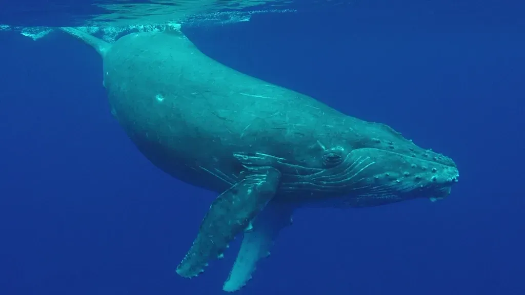 Pisces: The Humpback Whale (North Pacific Populations) (Image Credits: Rawpixel)