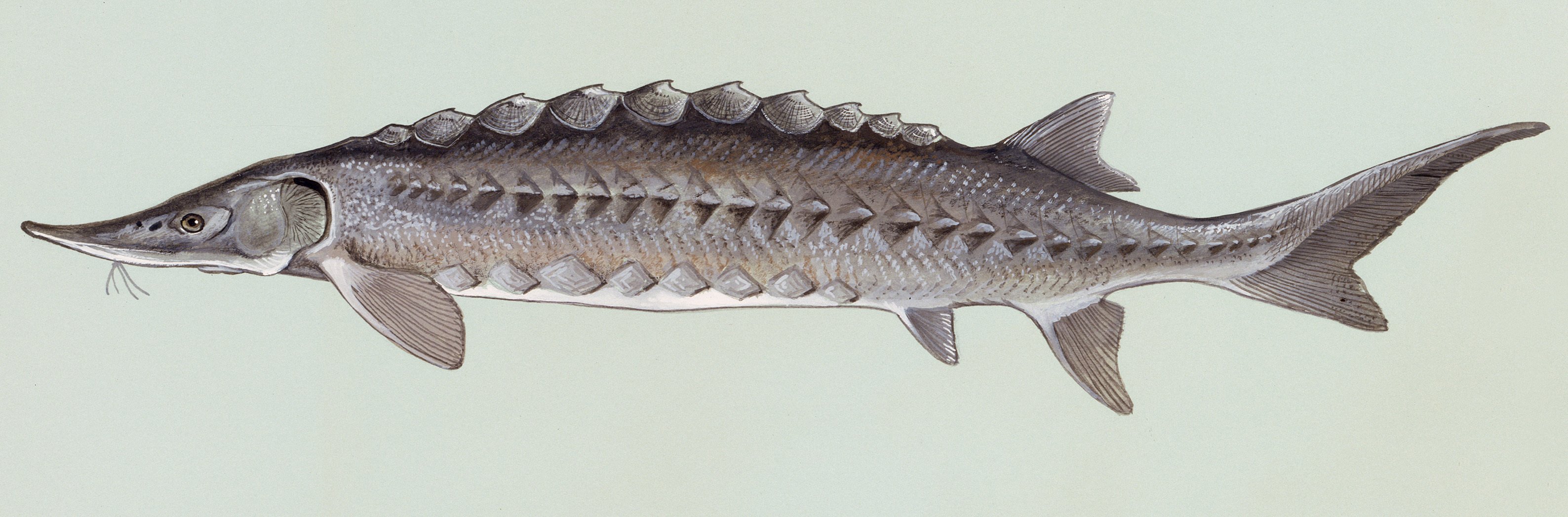 Sturgeon (Acipenser spp.) (Image Credits: Wikimedia)