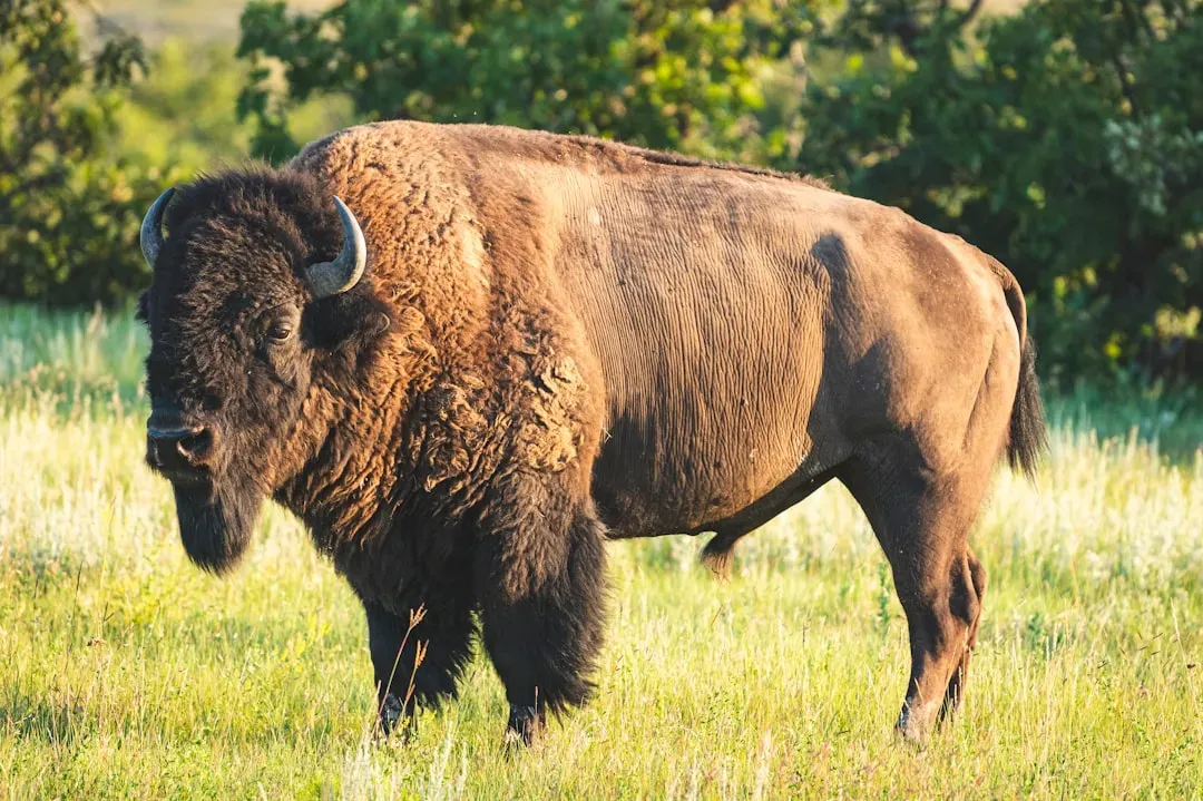3. American Bison: Bringing Back the “Thunder” of the Plains (Image Credits: Unsplash)