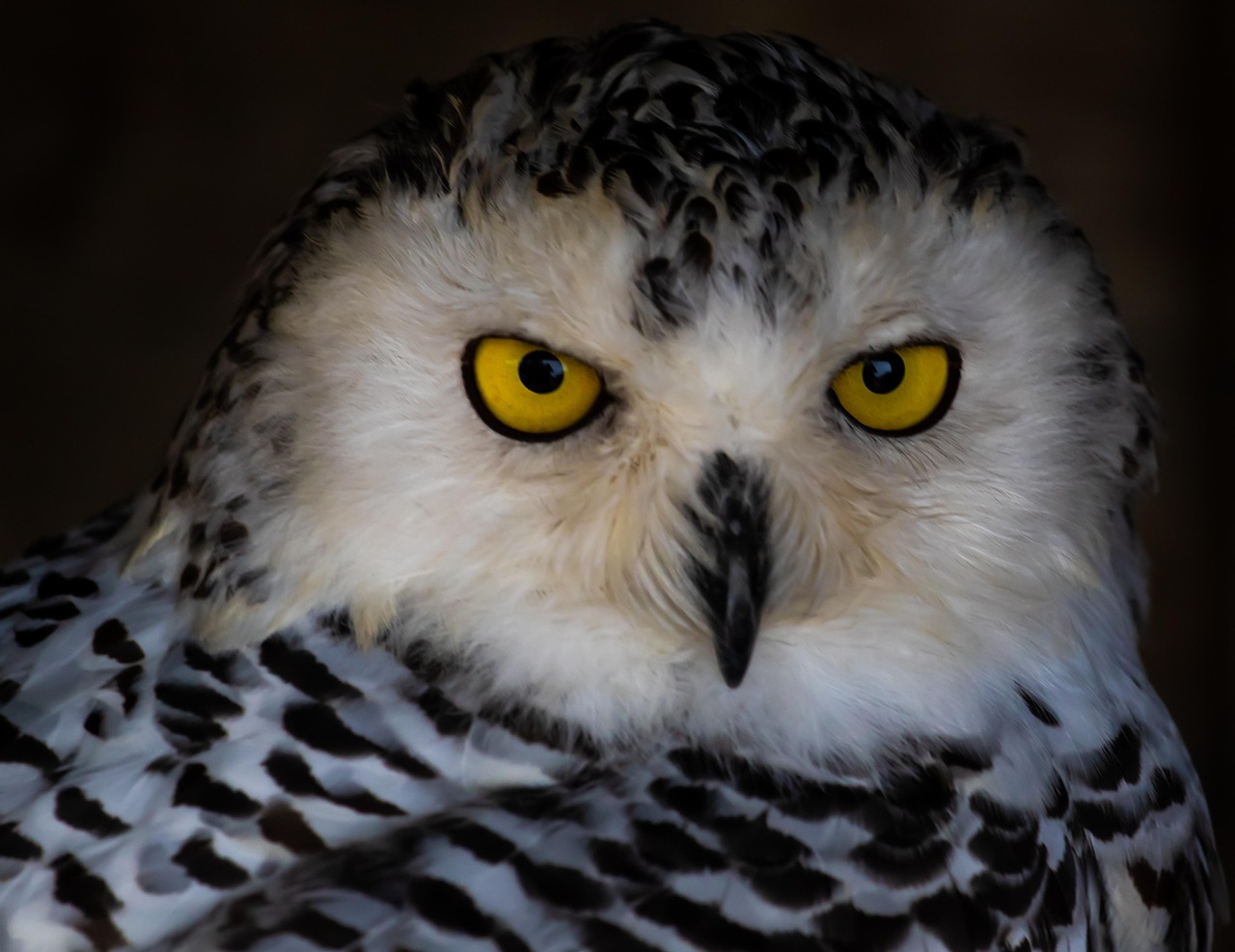 The Observant Owl: Master of Silent Analysis (Image Credits: Pixabay)