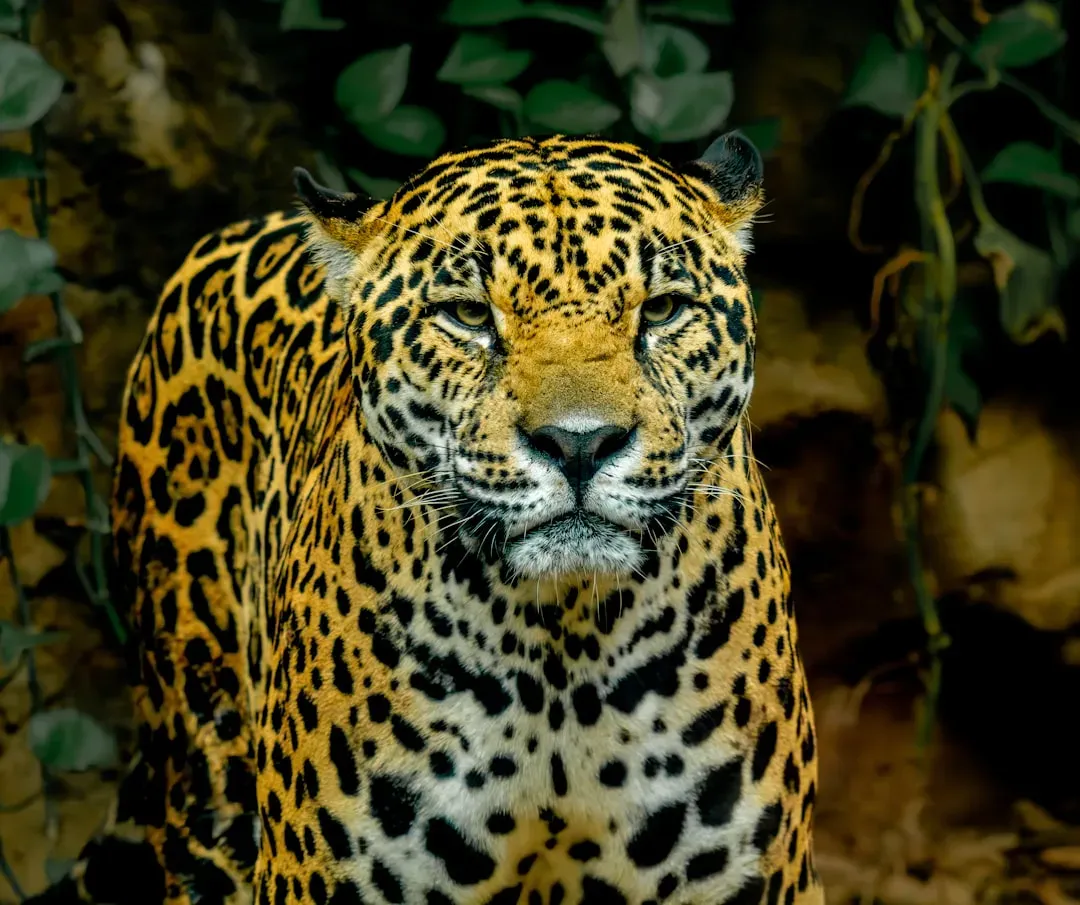 7. You’re Learning About a Mostly Solitary, Night-Active Hunter (Image Credits: Unsplash)