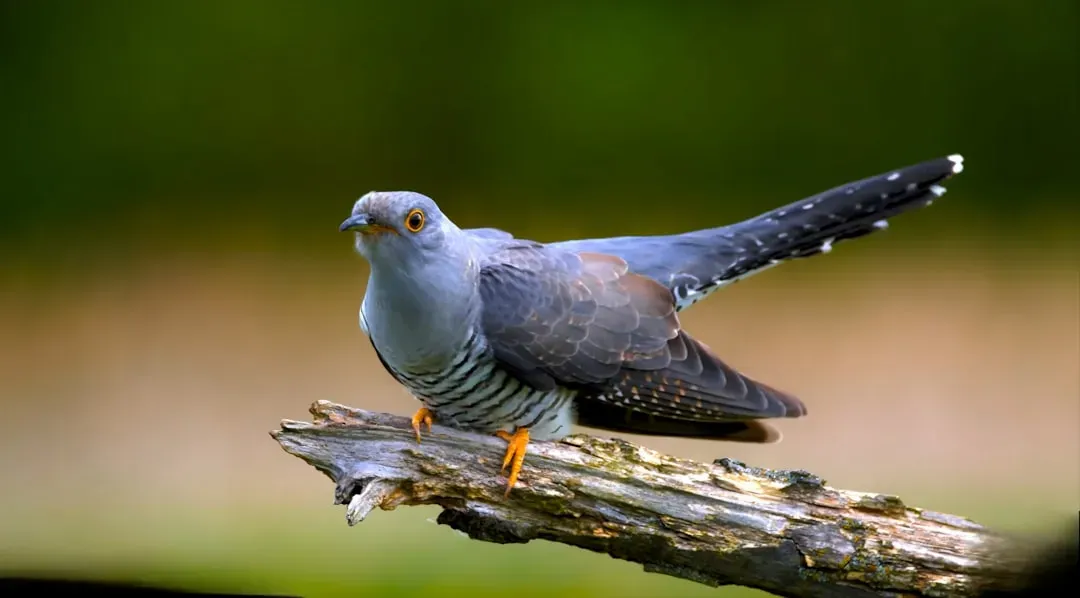 1. Common Cuckoo – The Classic Nest Trickster (Image Credits: Unsplash)