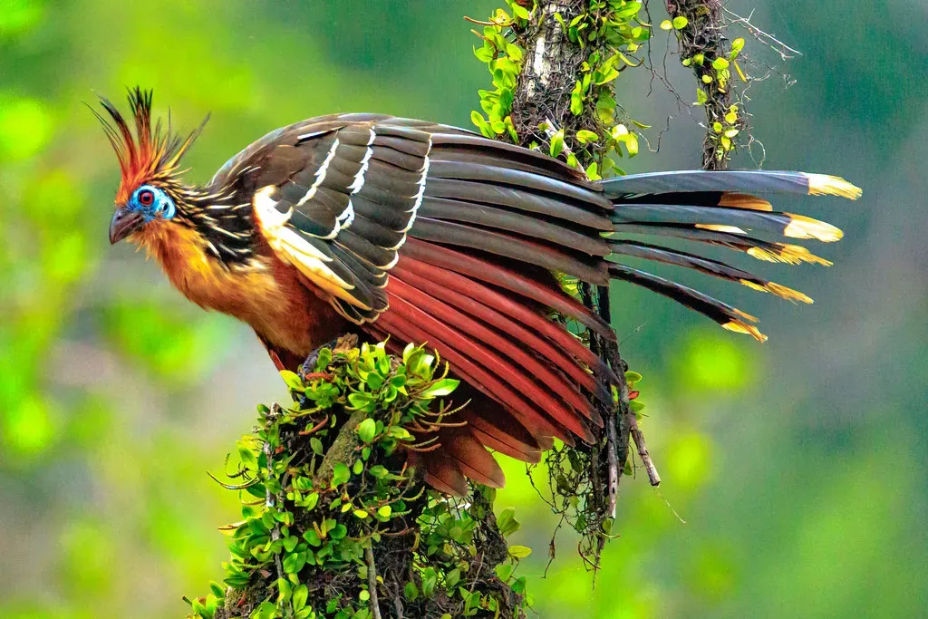 Meet the Hoatzin: Your First Impression Is Usually Your Nose (Murray Foubister, Flickr, CC BY-SA 2.0)