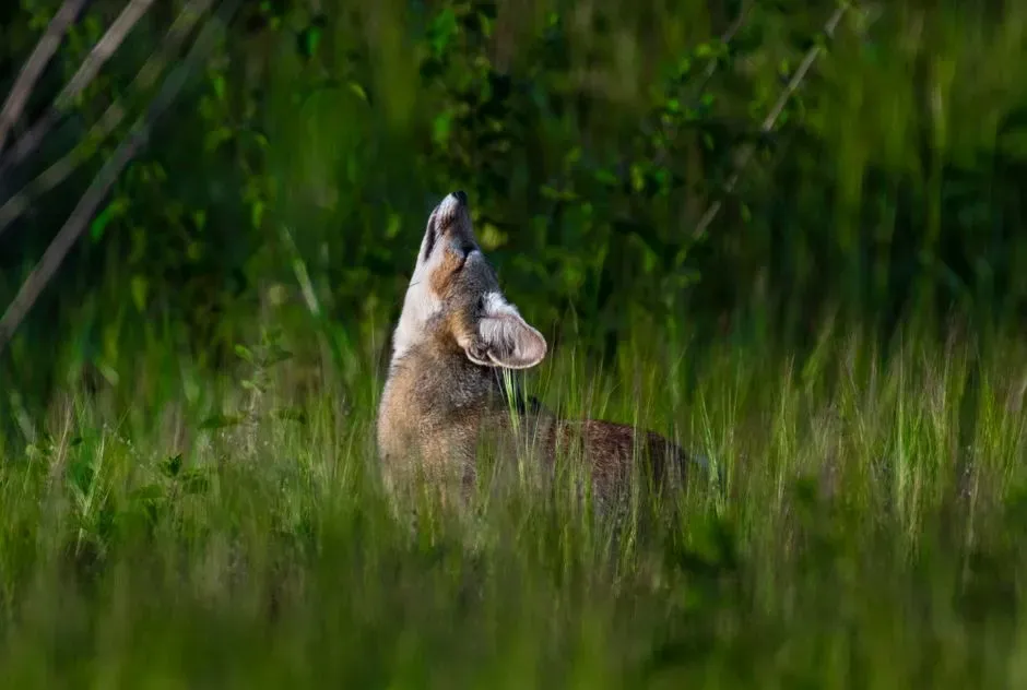Conclusion: Respect The Wild Choir, But Set The Rules (Image Credits: Pexels)
