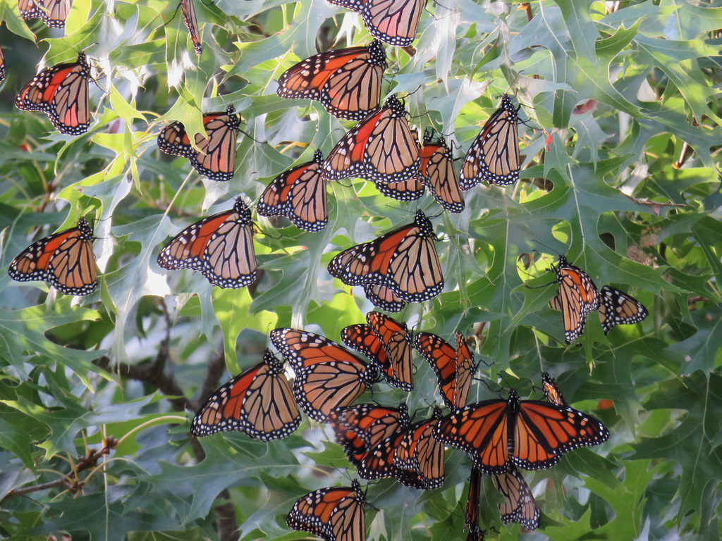 Monarch Butterflies and Their Four-Generation Puzzle (Image Credits: Flickr)