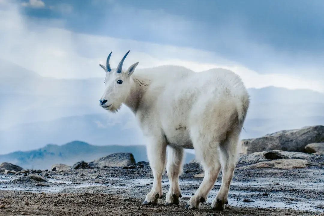 Conclusion: Owning Your Wild, Zodiac-Driven Nature (Image Credits: Unsplash)