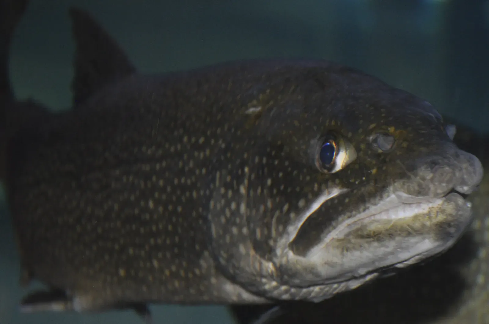 Other Suspects: Disease, Parasites, Contaminants, and Climate Change (By Jarek Tuszyński, CC BY 4.0)