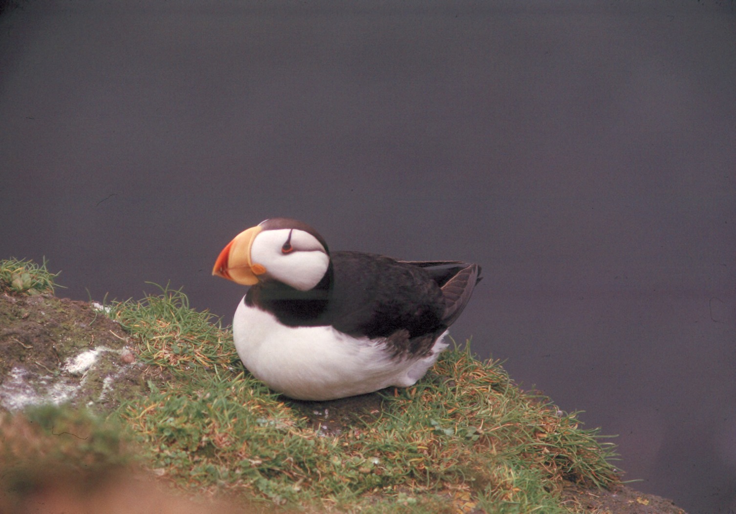 Devastating Breeding Season Failures (Image Credits: Wikimedia)