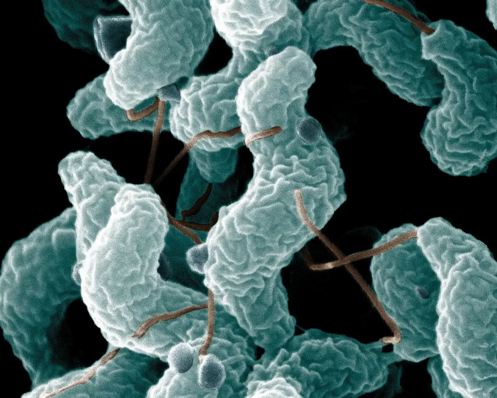 Acid and Alkaline Extremes: Living at the Edge of pH (Image Credits: Wikimedia)