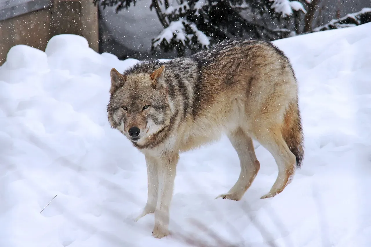 9. Wolves Respond Differently to Fearful Versus Calm Human Encounters Over Time (Image Credits: Pixabay)