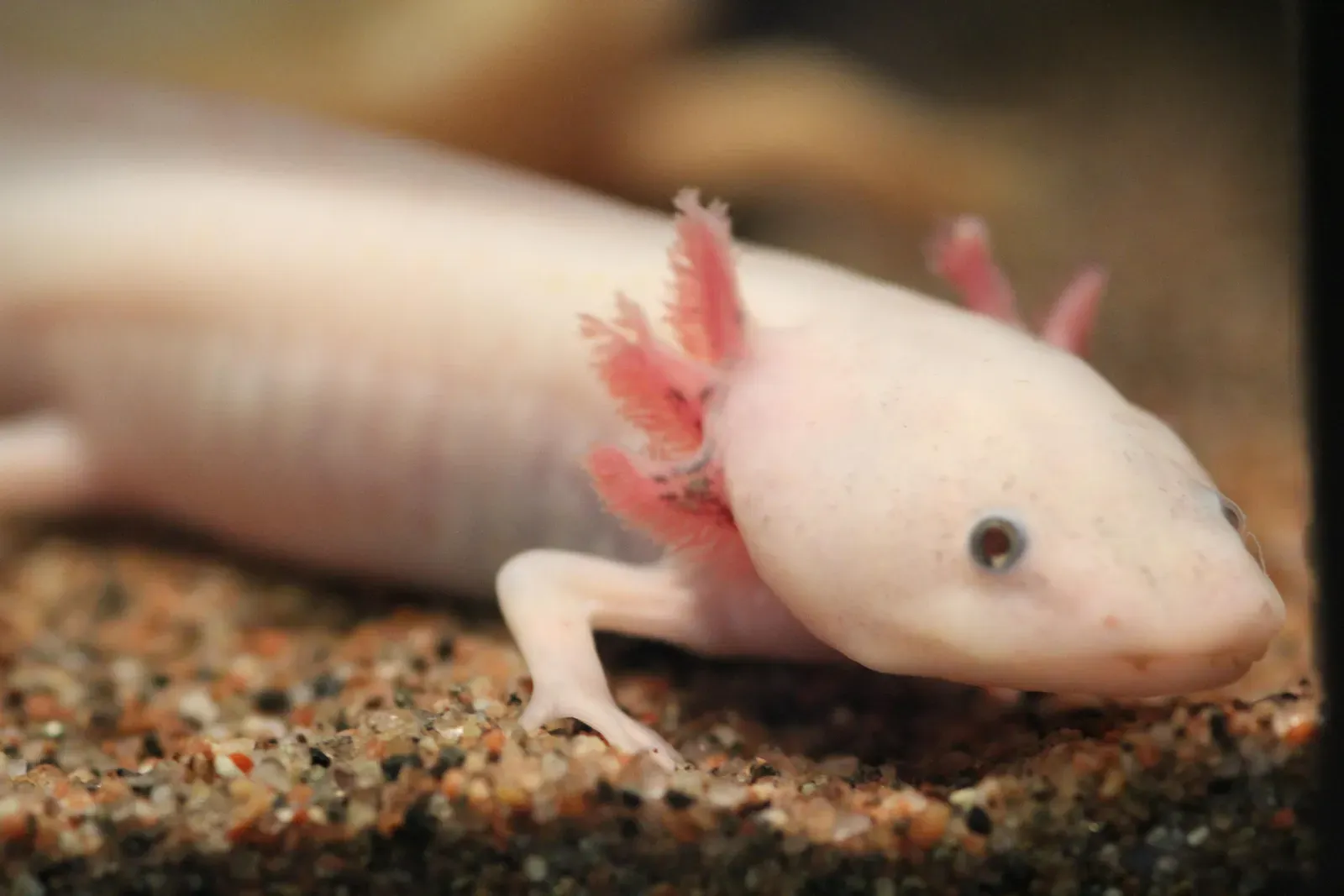 The Axolotl: Your Poster Child for Regeneration (Ambystoma mexicanum, CC BY-SA 2.0)