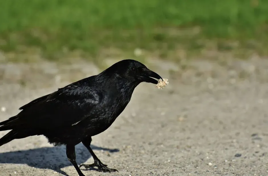 Conclusion: A Bird That Plays the Social Game (Image Credits: Pexels)