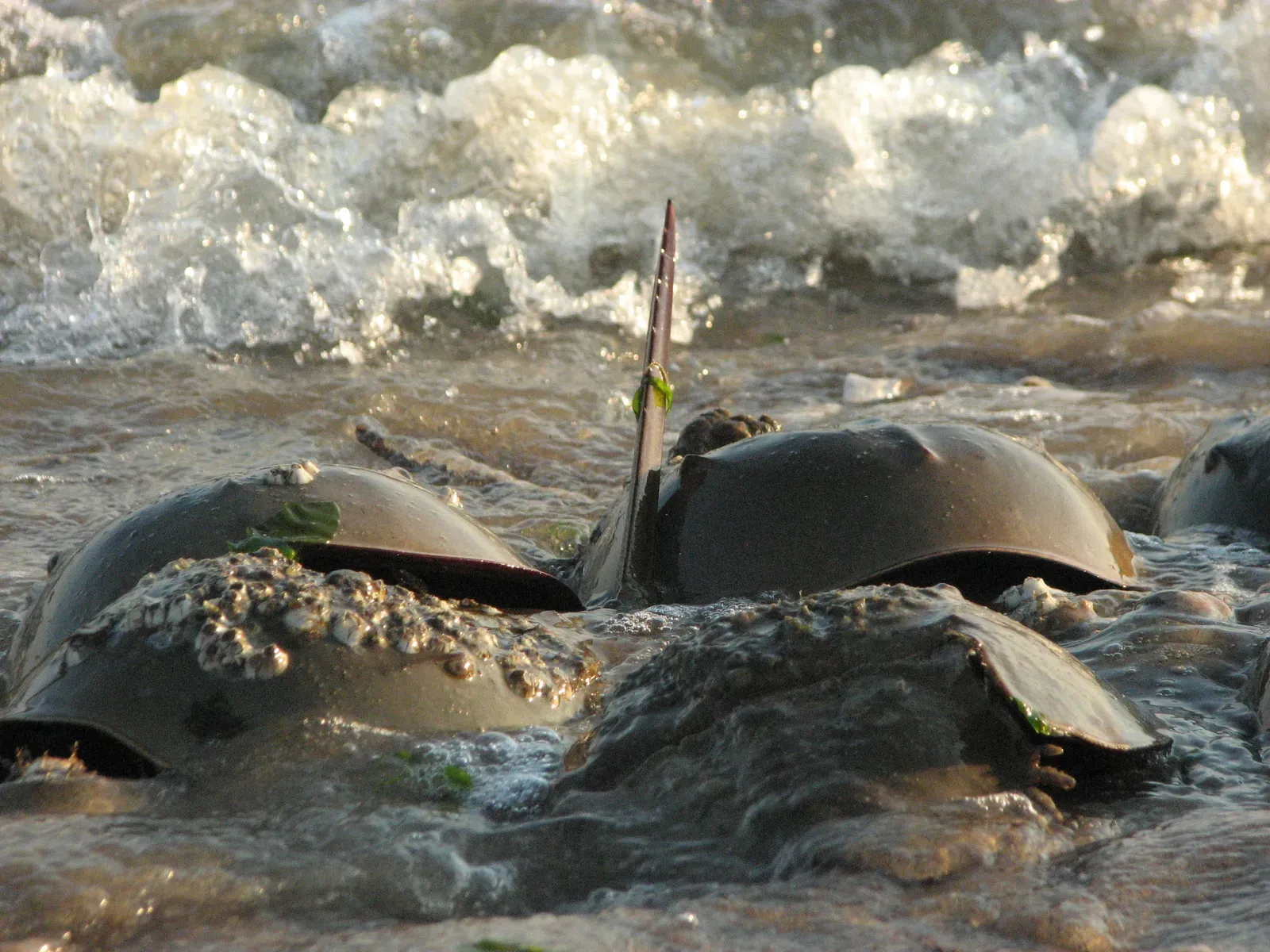 Their Reproduction Ties Them to Ancient Shorelines (By User:ComplexRational, CC BY-SA 4.0)
