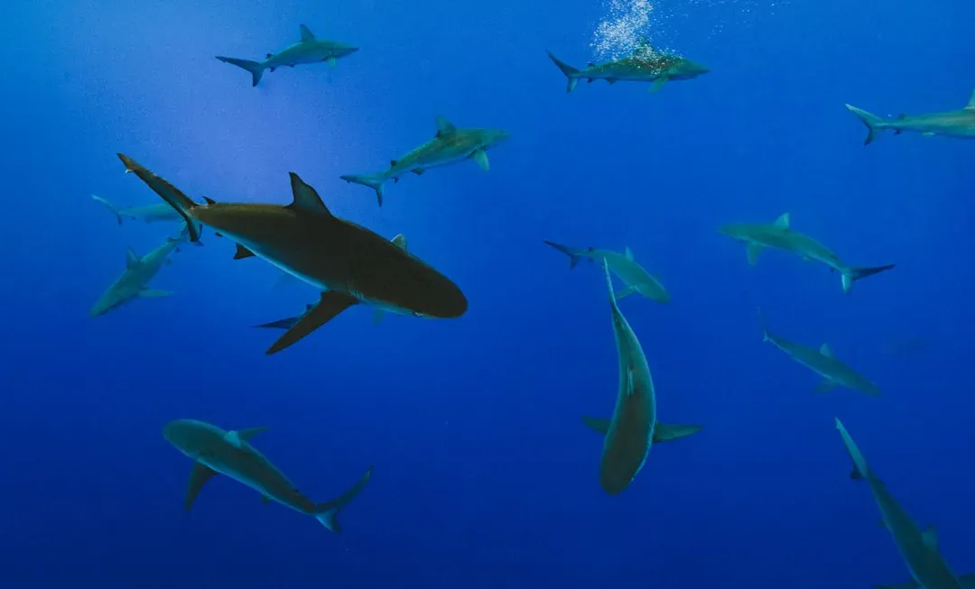 Conclusion – What Your Ocean Predator Really Says About You (Image Credits: Unsplash)