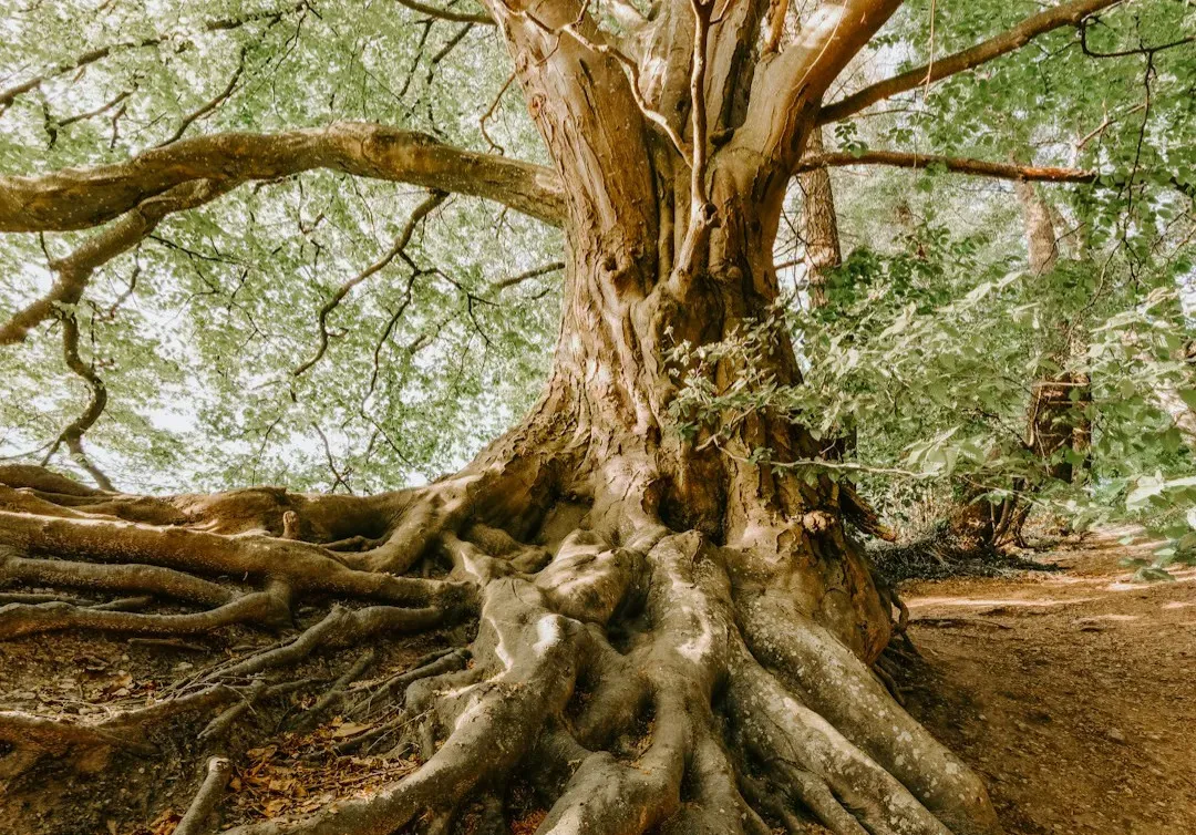 #12 - Roots Can Detect and Avoid Their Own Roots (Image Credits: Unsplash)