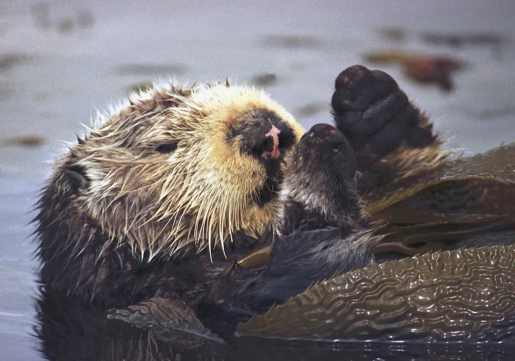 5. Sea Otters – Coastal Bodyguards for Kelp Forests (Image Credits: Flickr)