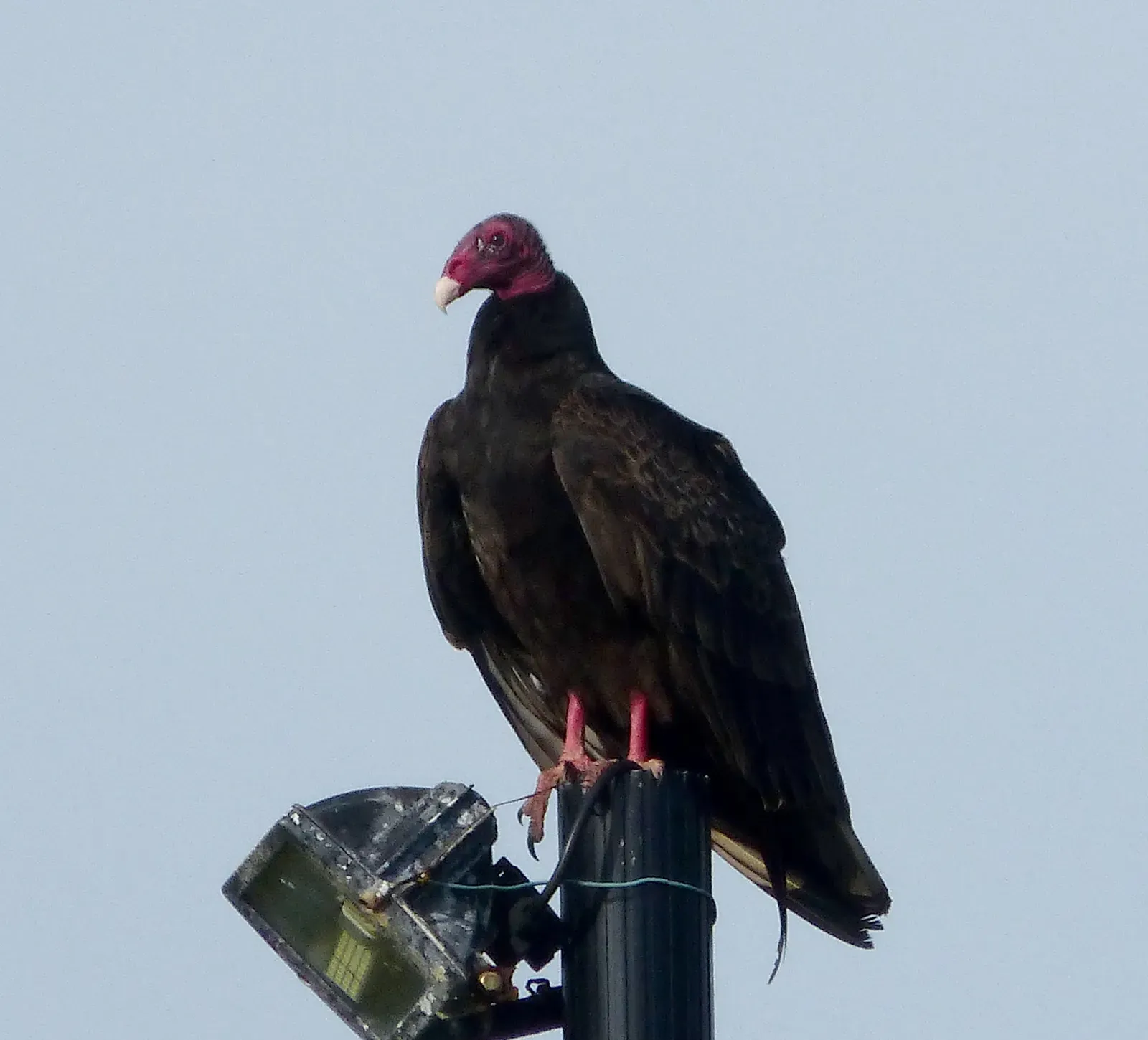 The Future Landscape: Climate, Urban Sprawl, and Vulture Frontiers (Image Credits: Wikimedia)