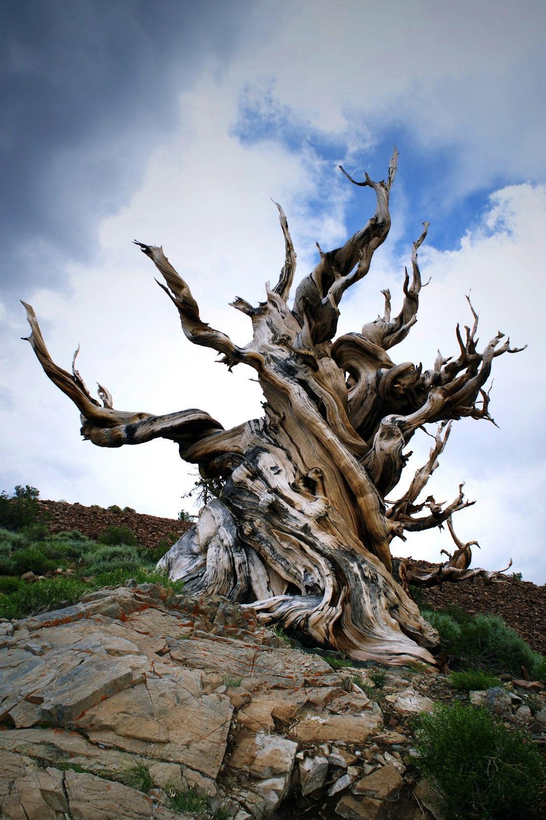 The Bristlecone Elder: Methuselah and Its Secret Siblings (Image Credits: Unsplash)