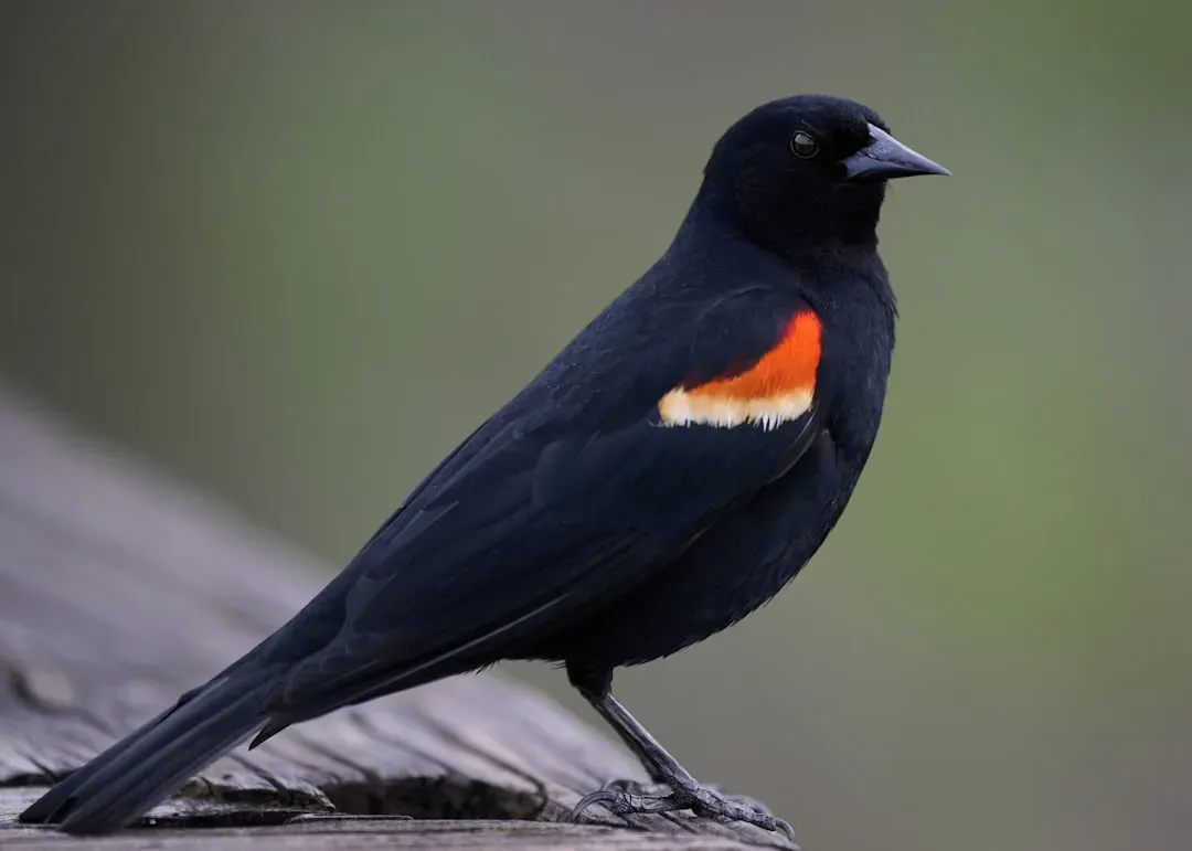 10. Red-winged Blackbird – The Boundary Enforcer (Image Credits: Unsplash)
