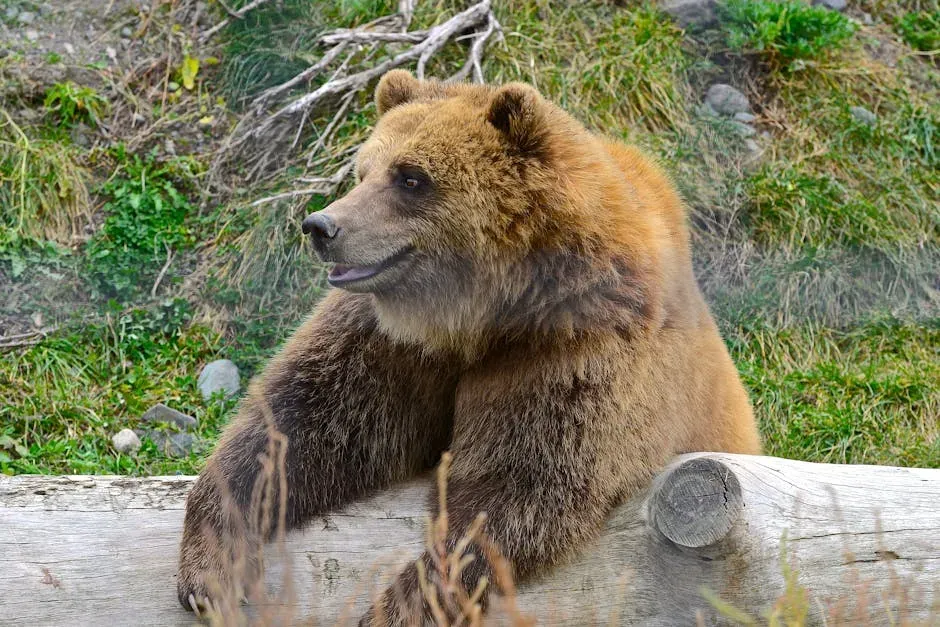 Leo – You Are the Alaskan Brown Bear (Image Credits: Pexels)