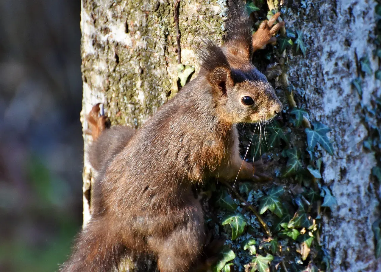 Nests, Trees, and Personal Space: How Close Is Too Close? (Image Credits: Pixabay)