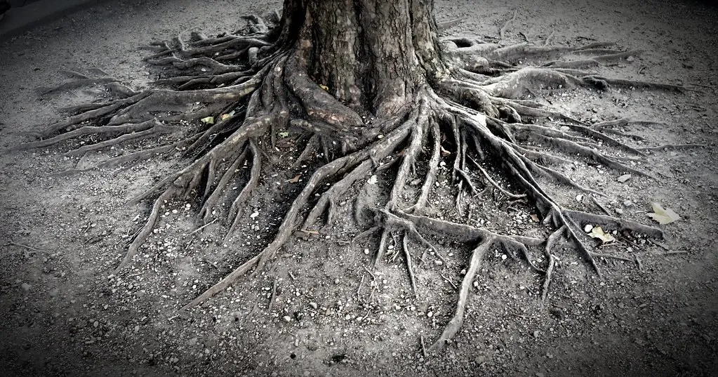Root Conversations: Chemical Whispers Below Ground (Image Credits: Flickr)