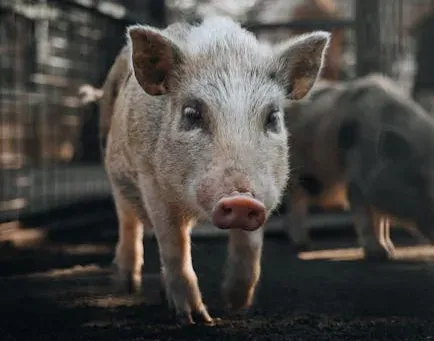 7. The Pig: The Underrated Thinker in the Barn (Image Credits: Pexels)