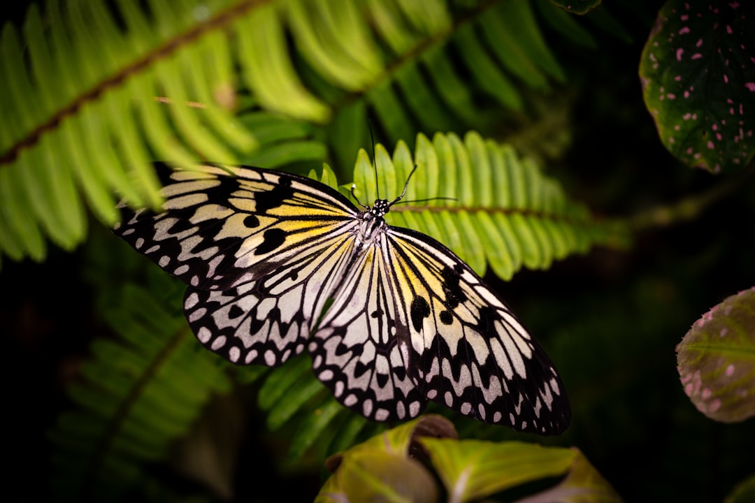 June: The Butterfly - Transformation in Motion (Image Credits: Unsplash)