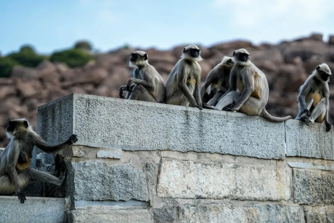 Social Minds: How Relationships May Have Sculpted Awareness (Image Credits: Unsplash)