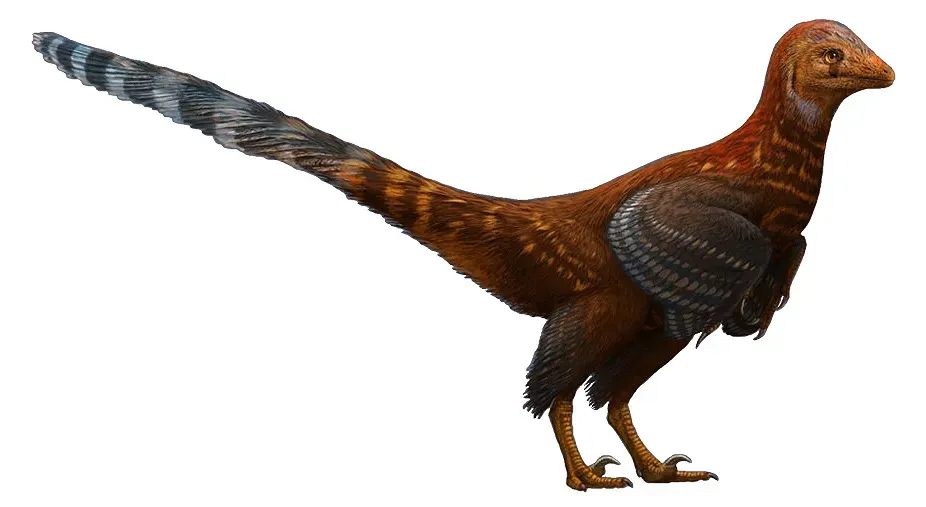 The Troodontid-Type Dinosaurs: The Adaptable Problem Solvers (Mosaic evolution in an asymmetrically feathered troodontid dinosaur with transitional features, Nature Communications 8, Article number: 14972, CC BY 4.0)