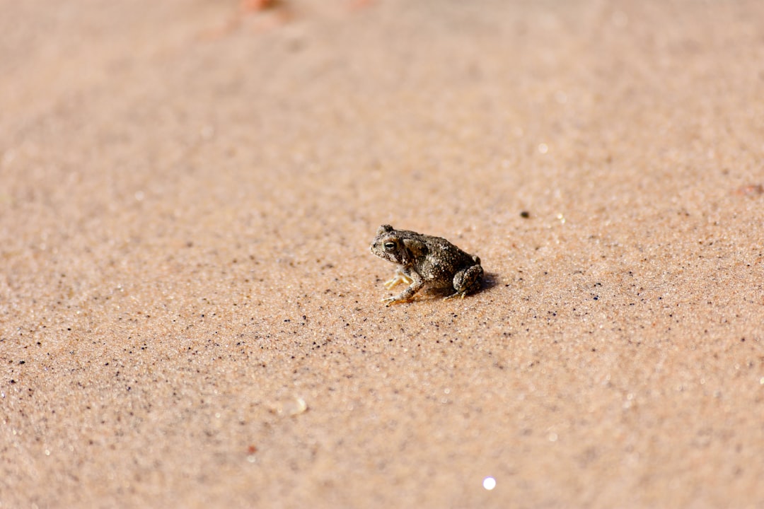 The Future of Desert Soundscapes (Image Credits: Unsplash)