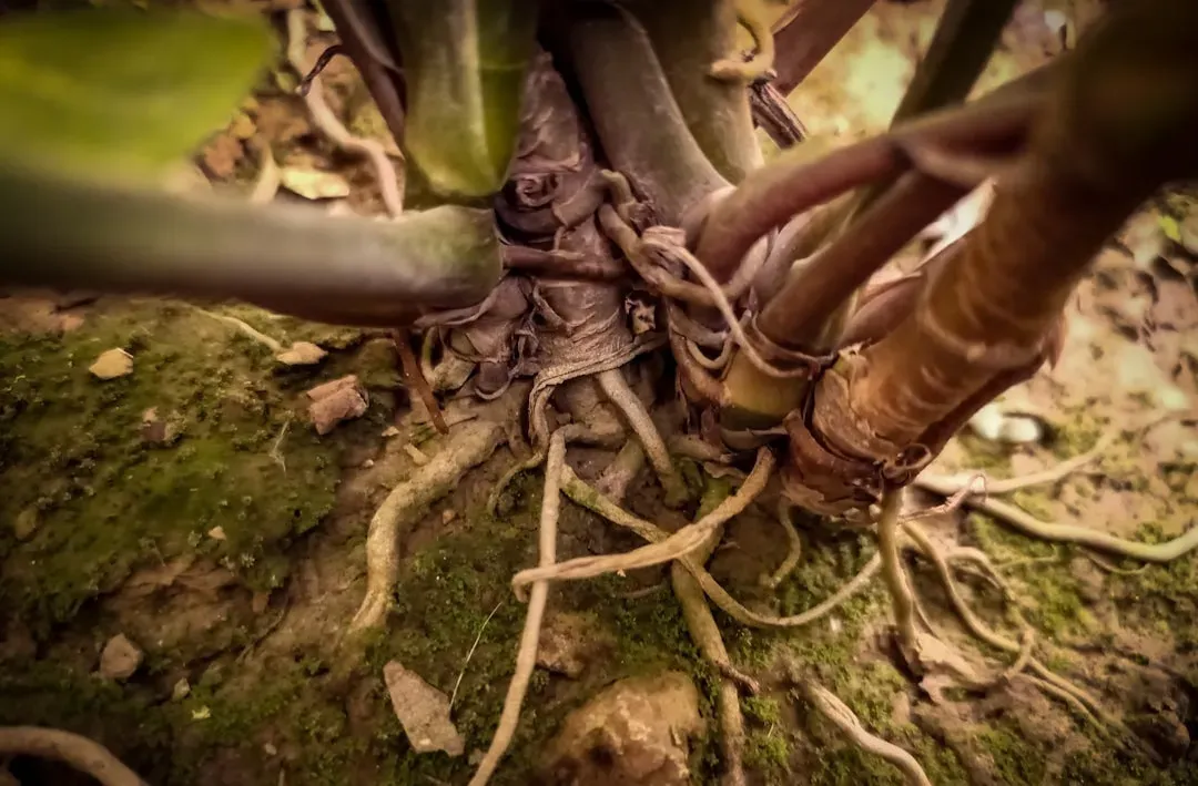 The Tree of One: How a Single Organism Can Be a Forest (Image Credits: Unsplash)