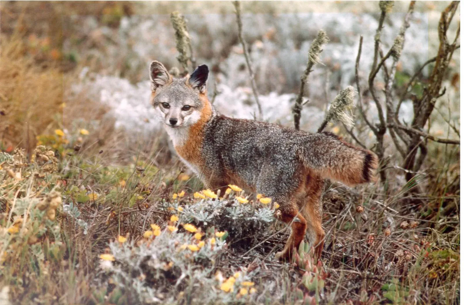 1. Island Fox – California’s Tiny, Isolated Canid (Island fox, CC BY 2.0)