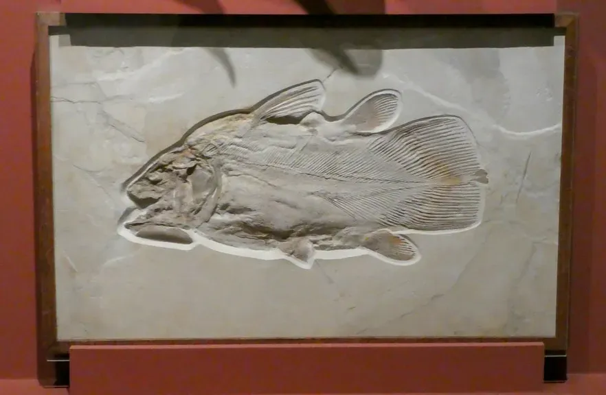 #2 - The Coelacanth Was "Extinct" for 66 Million Years, According to the Fossil Record (Image Credits: Flickr)