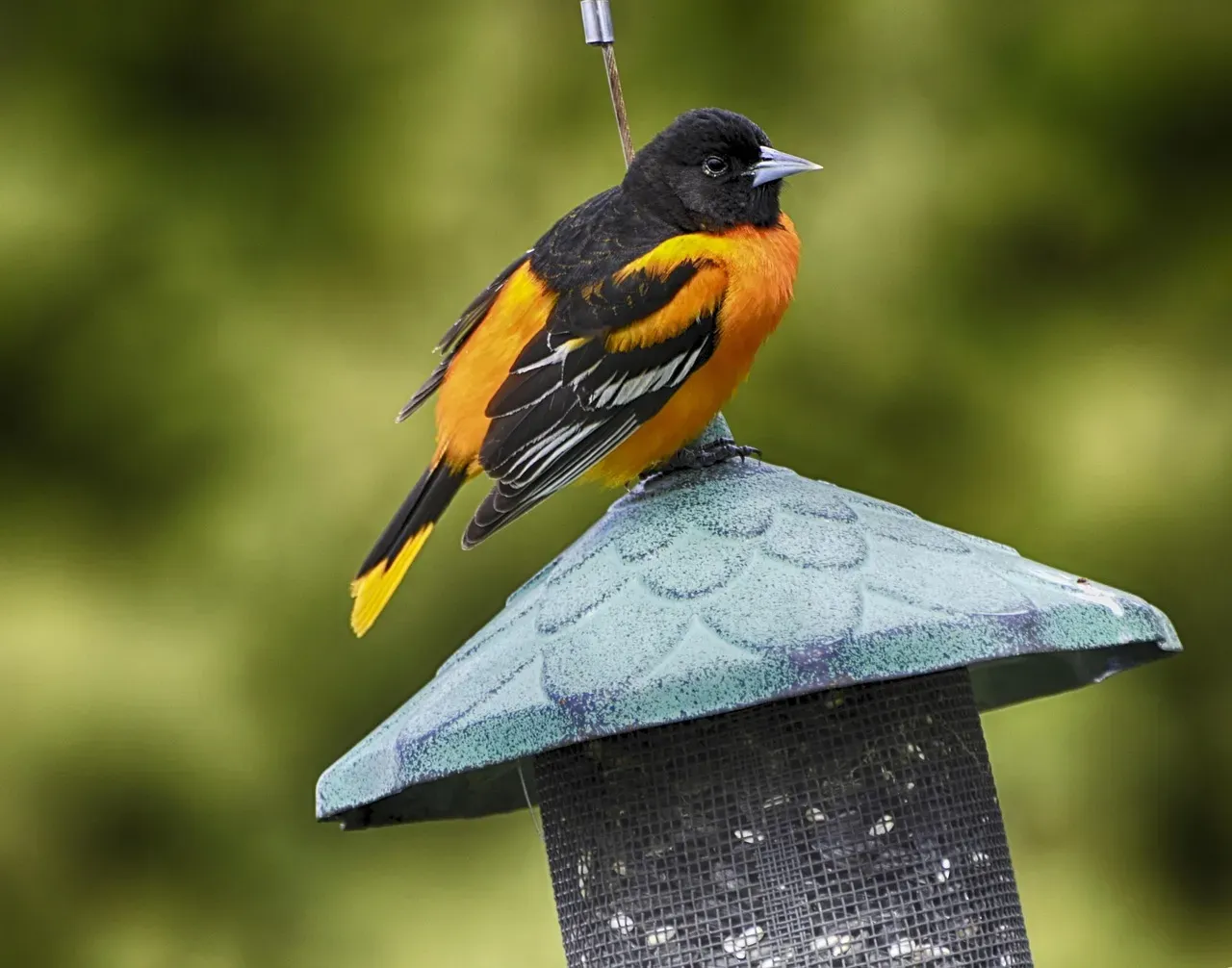 Conclusion: Why Baltimore Orioles Deserve Their Backyard Celebrity Status (Image Credits: Pixabay)