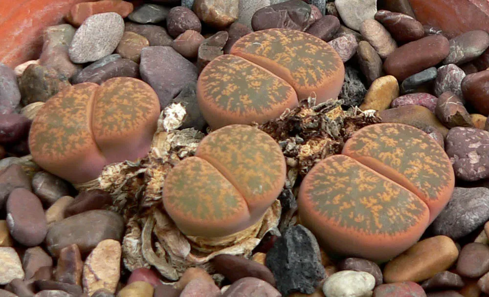 8. Lithops - The Living Stones That Became Rock (Image Credits: Wikimedia)