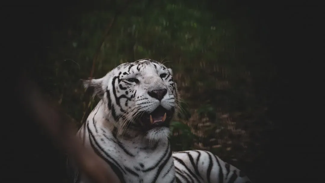 Conclusion: The Line Between "Human" and "Animal" Is Blurrier Than You Think (Image Credits: Unsplash)