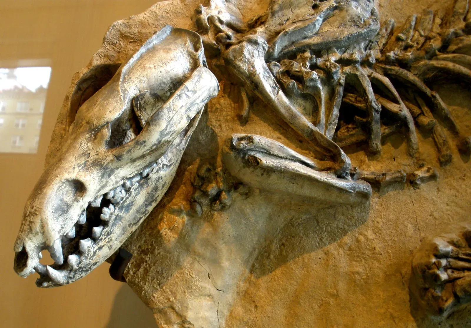 #11: Ancient Marsupials Preserved Inside Predatory Mammals (took the foto on the "American Museum of Natural History" in New York, Public domain)