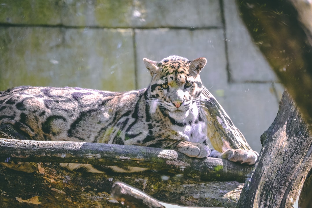 Aquarius - The Clouded Leopard: Innovative Adaptation and Unique Vision (Image Credits: Unsplash)