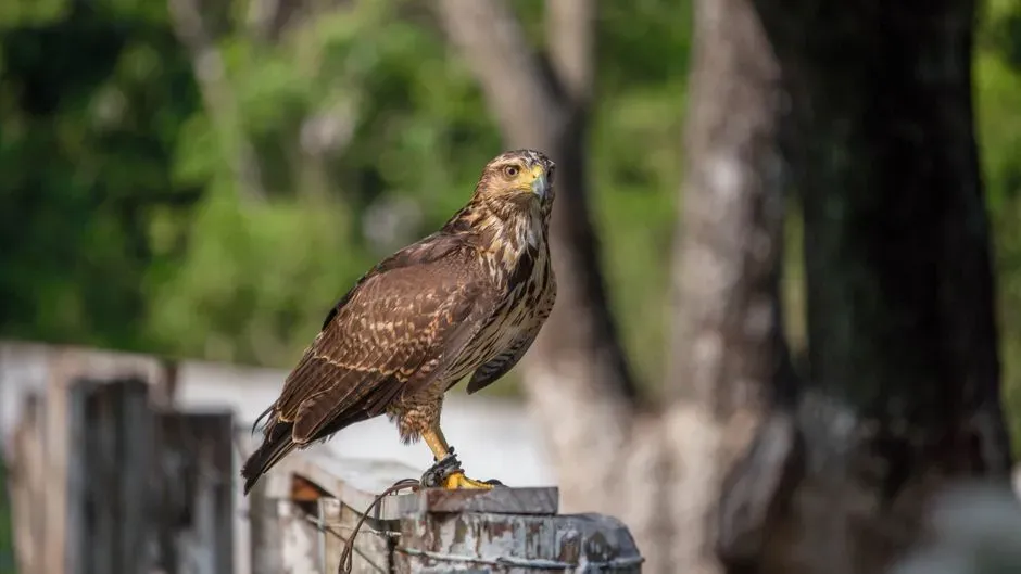 What You Should (and Should Not) Do When a Hawk Stays Put (Image Credits: Pexels)