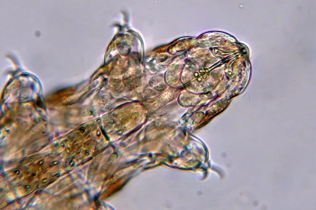 From Planetary Protection To Panspermia: The Big “What If” (Philippe Garcelon, Flickr, CC BY 2.0)