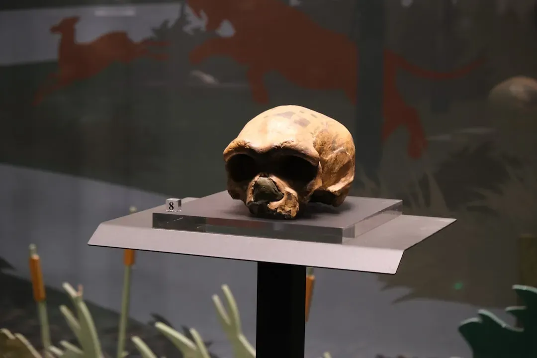 #4: Early Human Fossils That Complicate Migration Timelines (Image Credits: Unsplash)