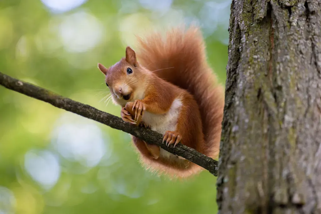 Joy, Play, and the Lighter Side of Animal Minds (Image Credits: Flickr)