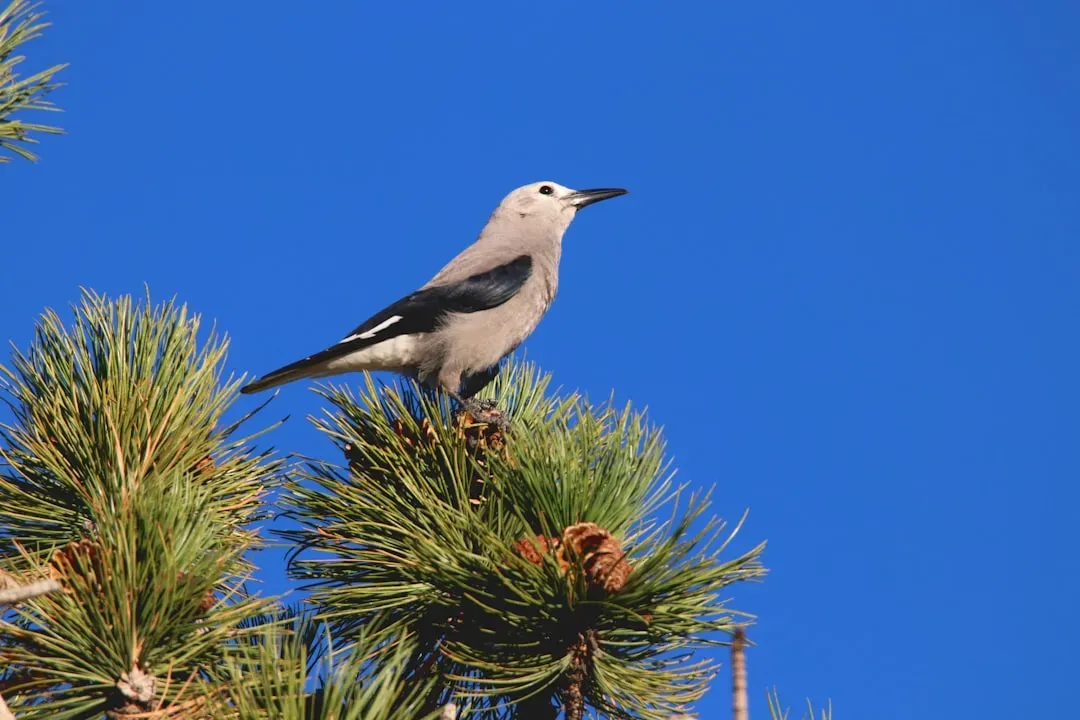 6. Clark’s Nutcracker – The Memory Powerhouse (Image Credits: Unsplash)