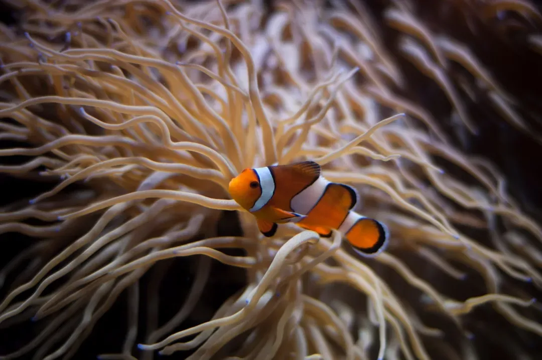 The Clownfish Paradox: When the “Male” Hero Becomes the Matriarch (Image Credits: Unsplash)