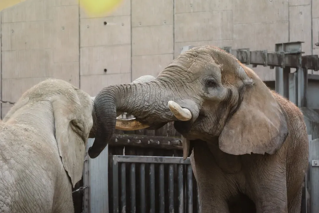 What Animal Communication Is Really Teaching Us (Image Credits: Unsplash)