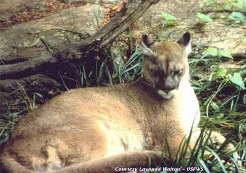 #9 - Eastern Cougar (Eastern Puma) (By USG (US Fish & Wildlife Service), Public domain)